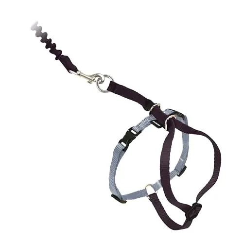 PetSafe black harness with bungee leash for large cats