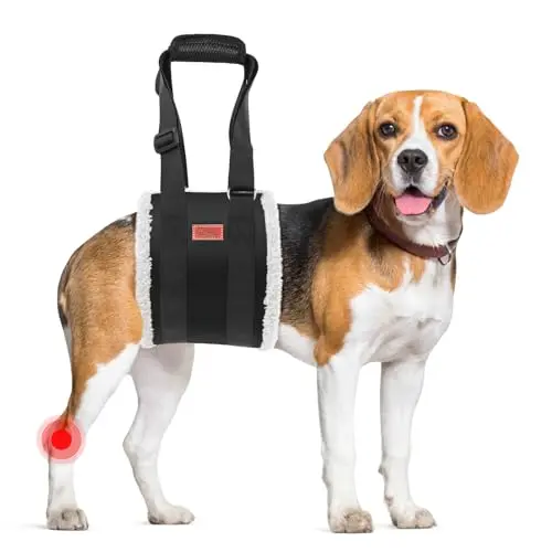 PICK FOR LIFE dog lift harness supporting a large dog's hind legs while climbing stairs