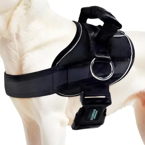 Joyride Harness 2.0 no-choke harness on a small dog