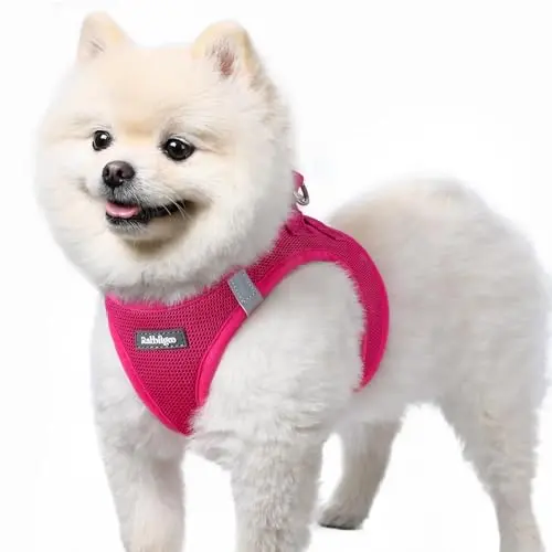 Rabbitgoo rose red step-in mesh dog harness being put on a small dog